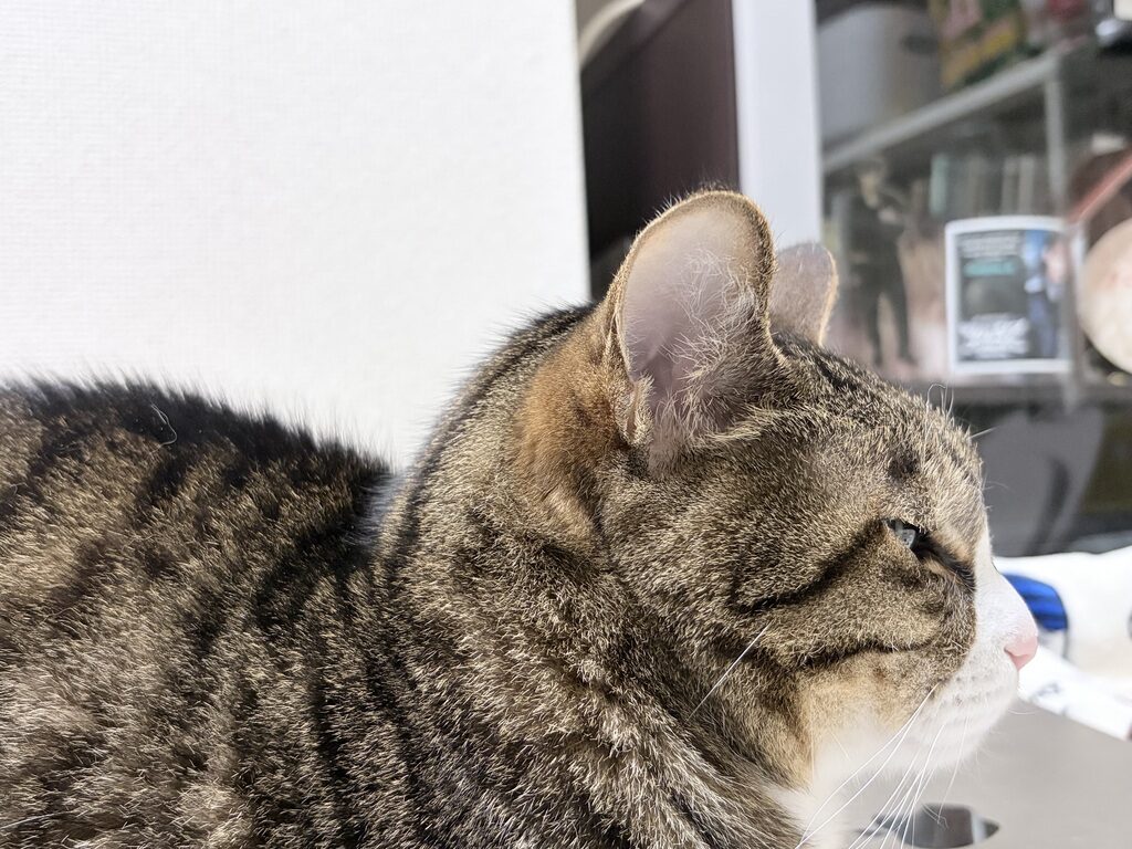 猫の横顔